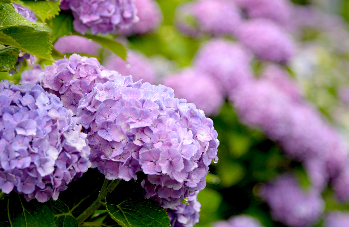 Hydrangeas