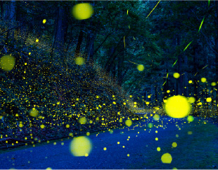 Firefly evening