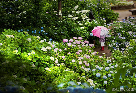 あじさい公園